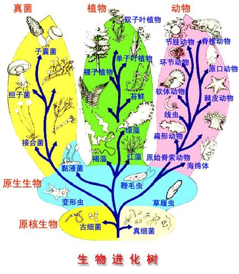 動物屬性|生物分界:兩界系統,三界系統,五界系統,三總界六界系統,三原界系。